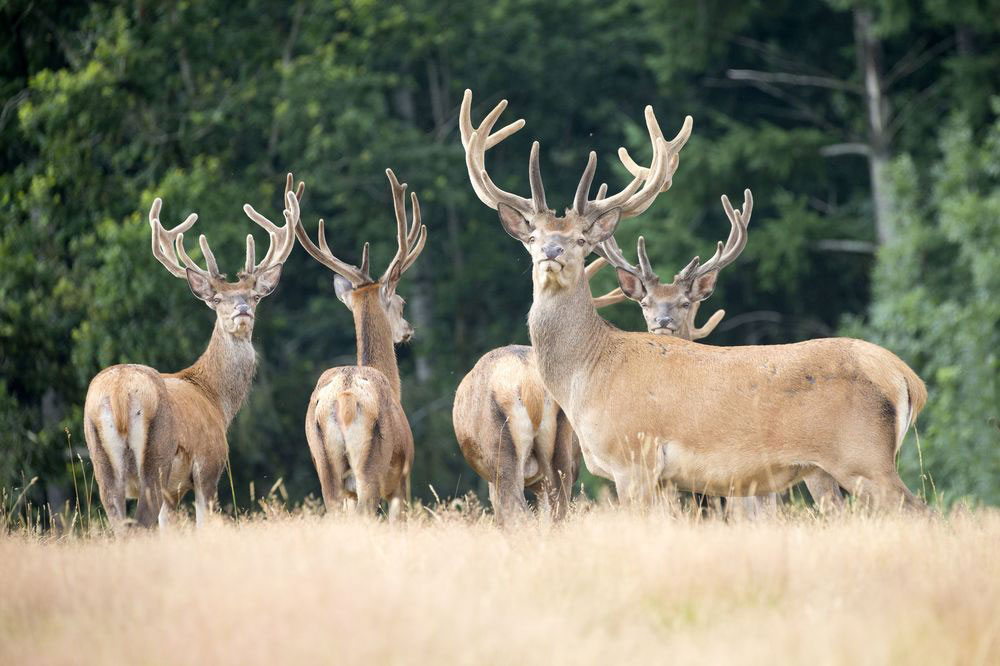 Le cerf élaphe, sur le chemin de la Grande Traversée du Jura Le cerf élaphe, sur le chemin de la Grande Traversée du Jura